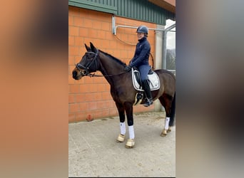 Deutsches Reitpony, Wallach, 17 Jahre, 148 cm, Dunkelbrauner