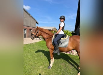 Deutsches Reitpony, Wallach, 17 Jahre, 148 cm, Fuchs