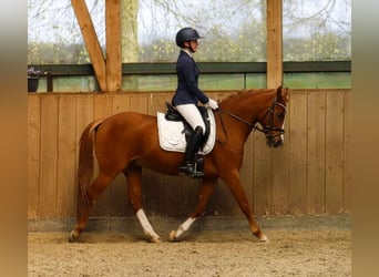 Deutsches Reitpony, Wallach, 17 Jahre, 148 cm, Fuchs