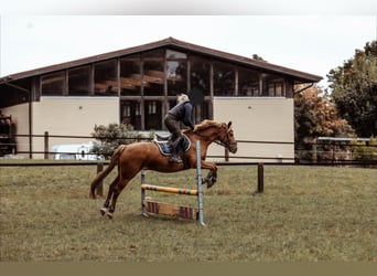 Deutsches Reitpony, Wallach, 17 Jahre, 148 cm, Fuchs