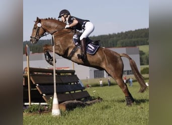 Deutsches Reitpony, Wallach, 17 Jahre, 148 cm, Fuchs