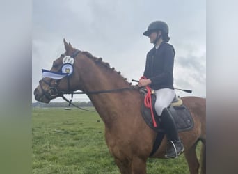 Deutsches Reitpony, Wallach, 17 Jahre, 148 cm, Fuchs