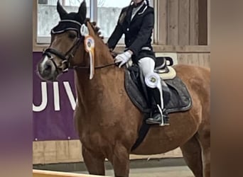Deutsches Reitpony, Wallach, 17 Jahre, 148 cm, Fuchs