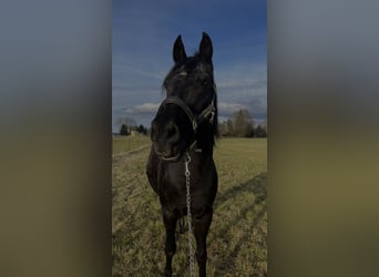 Deutsches Reitpony, Wallach, 17 Jahre, 148 cm, Rappe