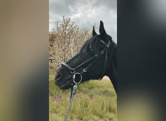 Deutsches Reitpony, Wallach, 17 Jahre, 148 cm, Rappe