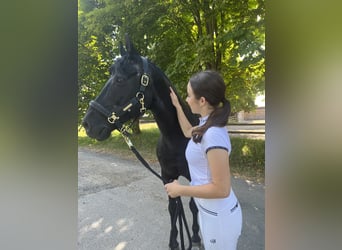 Deutsches Reitpony, Wallach, 17 Jahre, 148 cm, Rappe