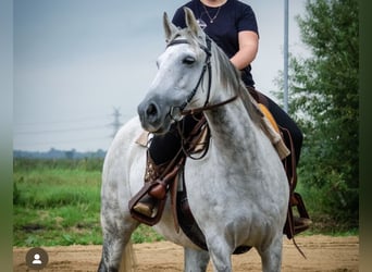 Deutsches Reitpony, Wallach, 17 Jahre, 149 cm, Schimmel