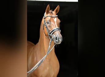 Deutsches Reitpony, Wallach, 17 Jahre, 151 cm, Fuchs
