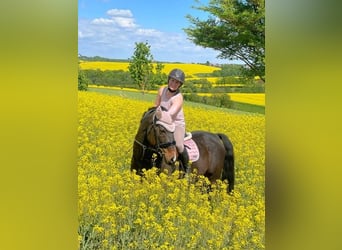 Deutsches Reitpony, Wallach, 17 Jahre, 152 cm, Dunkelbrauner