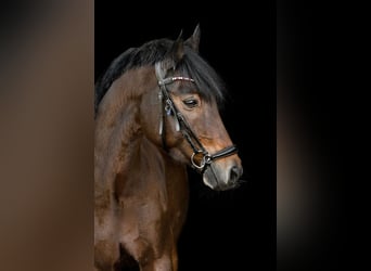 Deutsches Reitpony, Wallach, 17 Jahre, 153 cm, Brauner