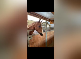 Deutsches Reitpony, Wallach, 17 Jahre, 154 cm