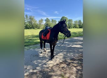 Deutsches Reitpony, Wallach, 17 Jahre, 154 cm, Dunkelbrauner