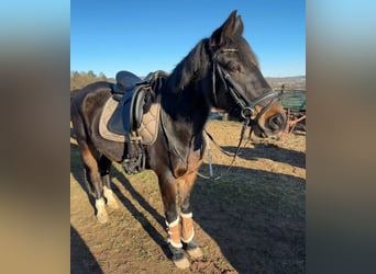 Deutsches Reitpony, Wallach, 17 Jahre, 154 cm, Dunkelbrauner