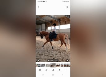 Deutsches Reitpony, Wallach, 17 Jahre, 154 cm, Fuchs