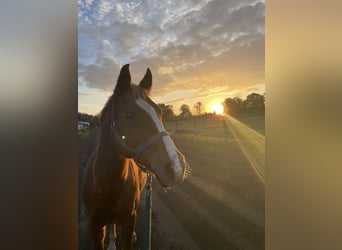 Deutsches Reitpony Mix, Wallach, 17 Jahre, 154 cm, Fuchs