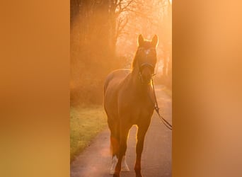 Deutsches Reitpony, Wallach, 17 Jahre, 163 cm, Falbe