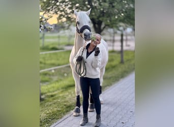 Deutsches Reitpony, Wallach, 17 Jahre, Palomino