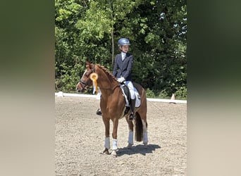 Deutsches Reitpony, Wallach, 18 Jahre, 143 cm, Fuchs