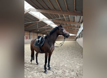 Deutsches Reitpony, Wallach, 18 Jahre, 146 cm, Brauner