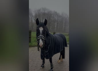 Deutsches Reitpony, Wallach, 18 Jahre, 146 cm, Rappe