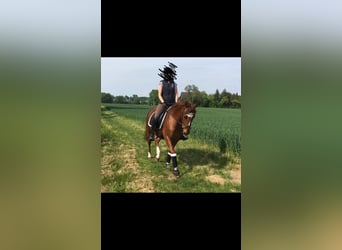 Deutsches Reitpony, Wallach, 18 Jahre, 147 cm, Fuchs