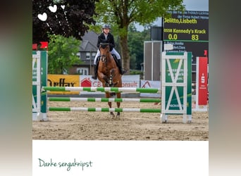 Deutsches Reitpony, Wallach, 18 Jahre, 148 cm, Brauner