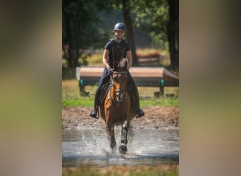 Deutsches Reitpony, Wallach, 18 Jahre, 148 cm, Brauner