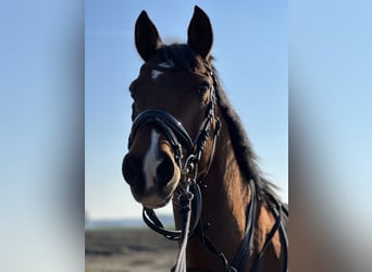Deutsches Reitpony, Wallach, 18 Jahre, 148 cm, Brauner