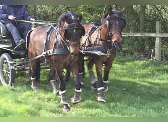 Deutsches Reitpony, Wallach, 18 Jahre, 148 cm, Dunkelbrauner