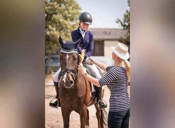 Deutsches Reitpony, Wallach, 18 Jahre, 148 cm, Dunkelfuchs