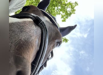 Deutsches Reitpony, Wallach, 18 Jahre, 148 cm, Dunkelfuchs