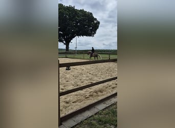 Deutsches Reitpony, Wallach, 18 Jahre, 148 cm, Dunkelfuchs