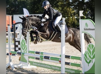 Deutsches Reitpony, Wallach, 18 Jahre, 148 cm, Rappe