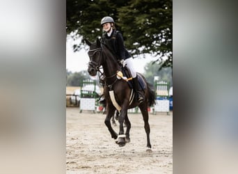 Deutsches Reitpony, Wallach, 18 Jahre, 148 cm, Rappe