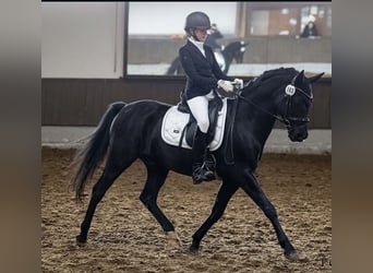 Deutsches Reitpony, Wallach, 18 Jahre, 148 cm, Rappe