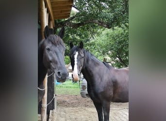 Deutsches Reitpony, Wallach, 18 Jahre, 148 cm, Rappe