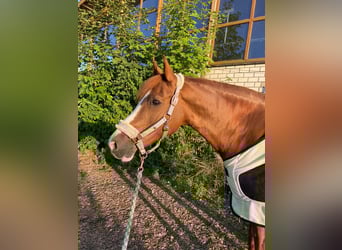 Deutsches Reitpony, Wallach, 18 Jahre, 153 cm, Fuchs
