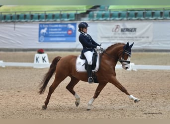 Deutsches Reitpony, Wallach, 18 Jahre, 154 cm, Fuchs