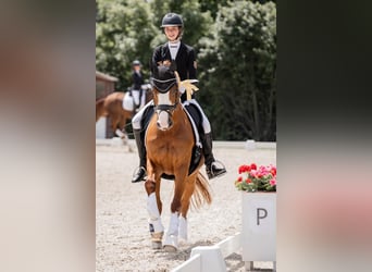 Deutsches Reitpony, Wallach, 18 Jahre, 154 cm, Fuchs