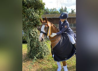 Deutsches Reitpony, Wallach, 18 Jahre, 154 cm, Fuchs