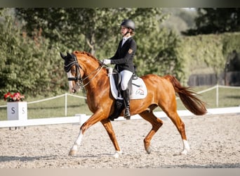 Deutsches Reitpony, Wallach, 18 Jahre, 154 cm, Fuchs