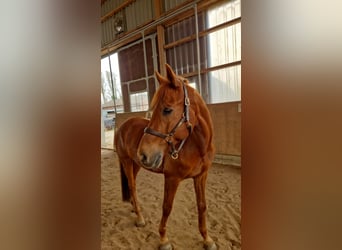 Deutsches Reitpony, Wallach, 18 Jahre