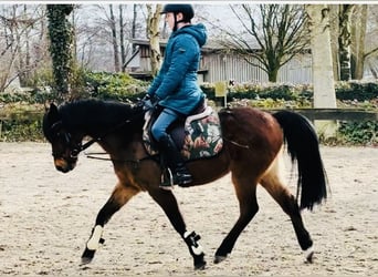 Deutsches Reitpony, Wallach, 19 Jahre, 132 cm, Dunkelfuchs