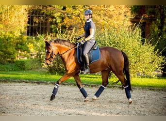 Deutsches Reitpony, Wallach, 19 Jahre, 146 cm, Brauner