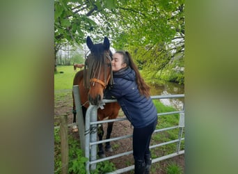 Deutsches Reitpony, Wallach, 19 Jahre, 146 cm, Dunkelfuchs