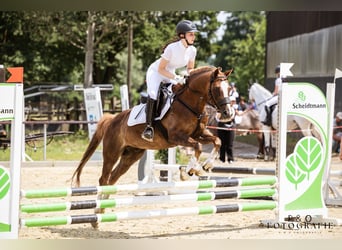 Deutsches Reitpony, Wallach, 19 Jahre, 147 cm, Dunkelfuchs