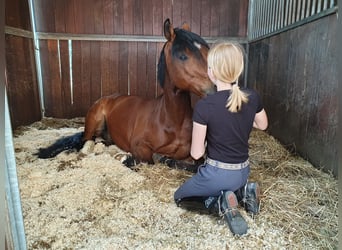 Deutsches Reitpony, Wallach, 19 Jahre, 148 cm, Brauner