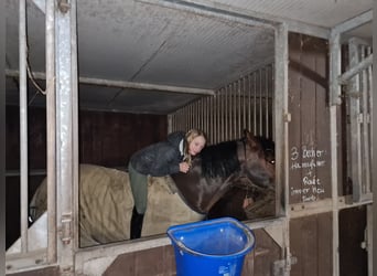 Deutsches Reitpony, Wallach, 19 Jahre, 148 cm, Brauner
