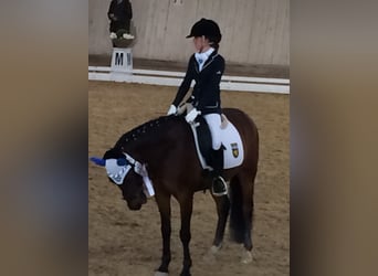 Deutsches Reitpony, Wallach, 19 Jahre, 148 cm, Brauner