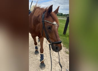 Deutsches Reitpony, Wallach, 19 Jahre, 148 cm, Fuchs